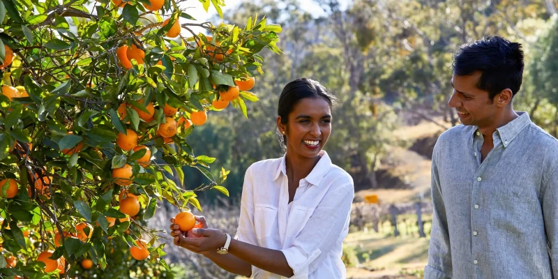 Regional NSW student picking an orange from tree