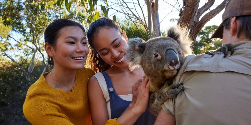Two people meeting a koala